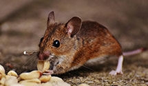 24 Hour & Emergency Exterminators in Grace, ID